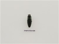 藏品(吉丁蟲科)的圖片